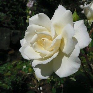 Meet your Posher, Jody